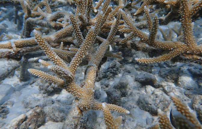 Diamonds Thudufushi and MARS Achieve Coral Reef Restoration Success