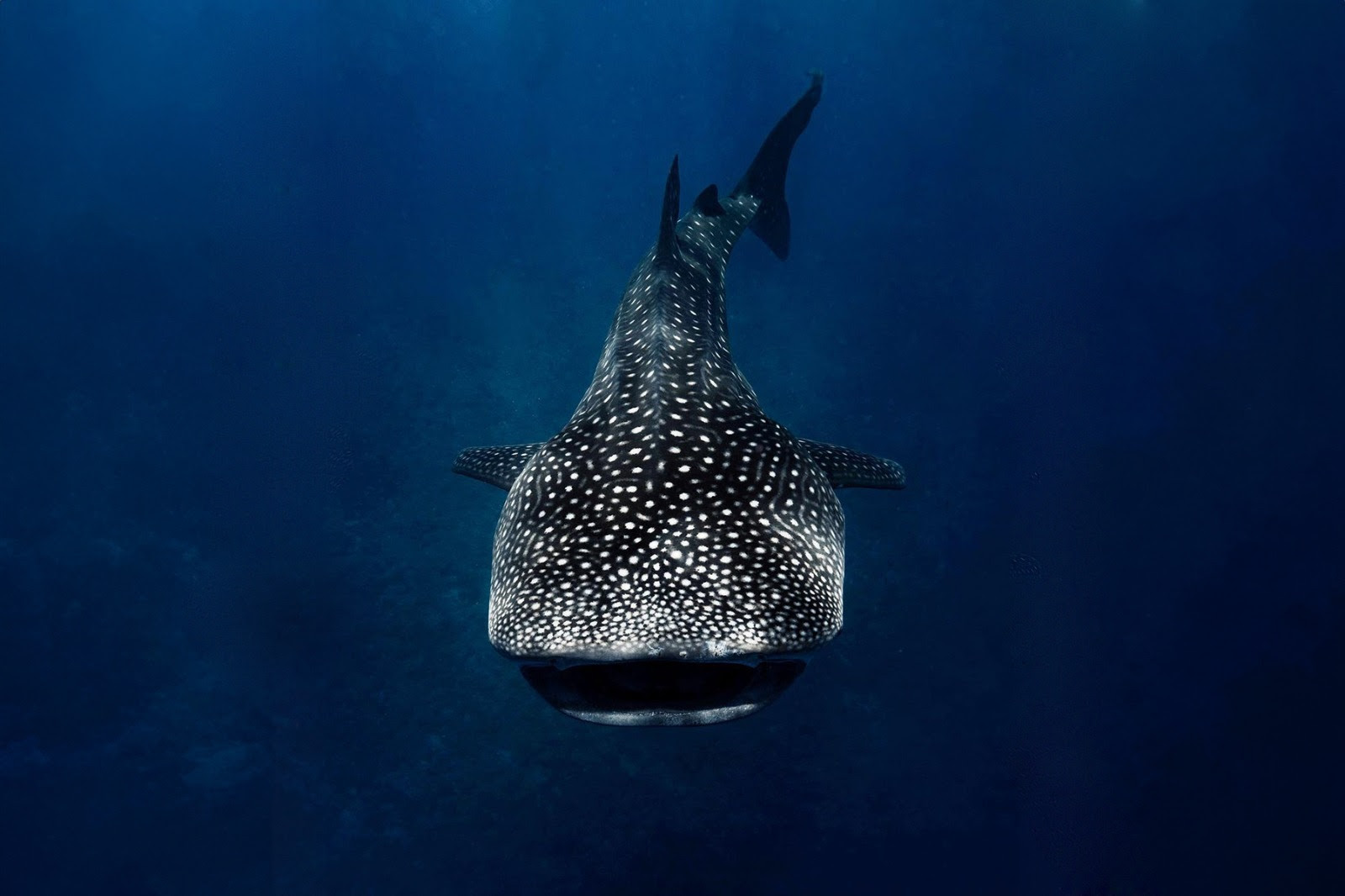 A Safer Experience: Maldives Implements Guidelines for Whale Shark Encounters