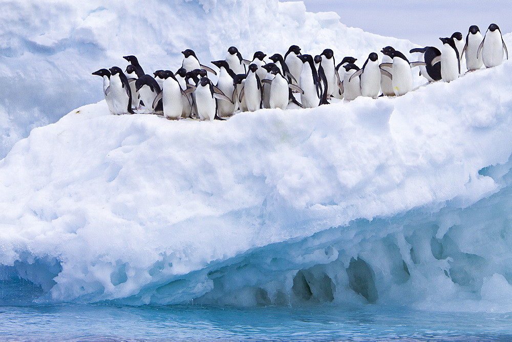 Travel to the World’s Coolest Place-Antarctica