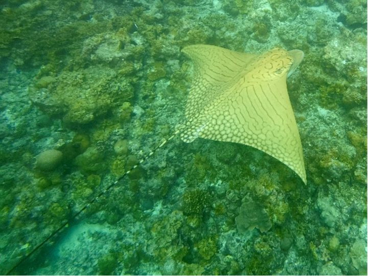 Critically Endangered Eagle Ray Spotted at Maldives Resort